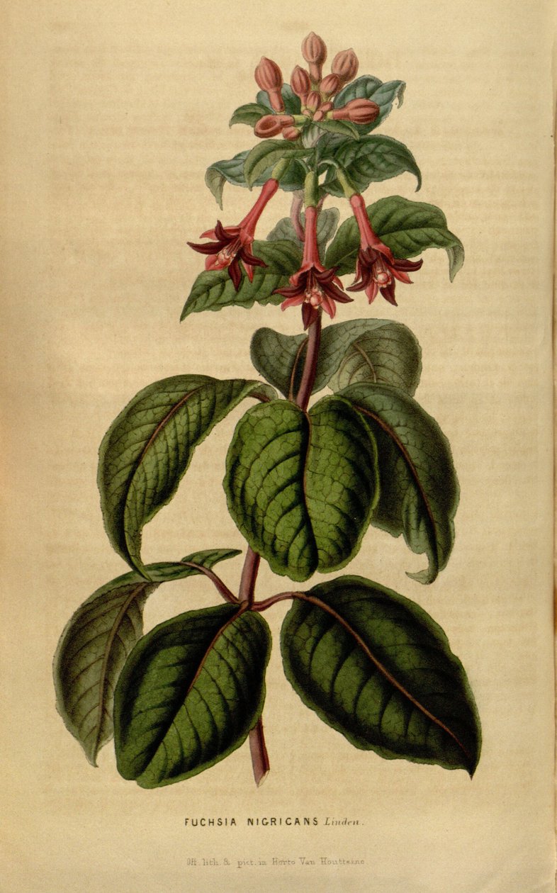 Fuchsia sylvatica alkotó: Linden