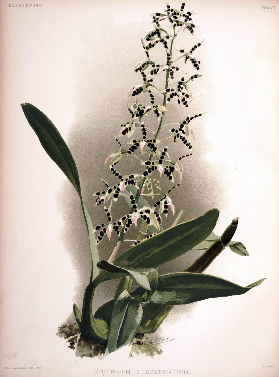 Prosthechea prismatocarpa mint syn .: Epidendrum prismatocarpum alkotó: London H. Sotheran and Co.