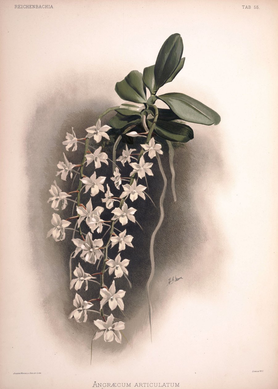 Aerangis articulata, syn .: Angraecum articulatum alkotó: London H. Sotheran and Co.