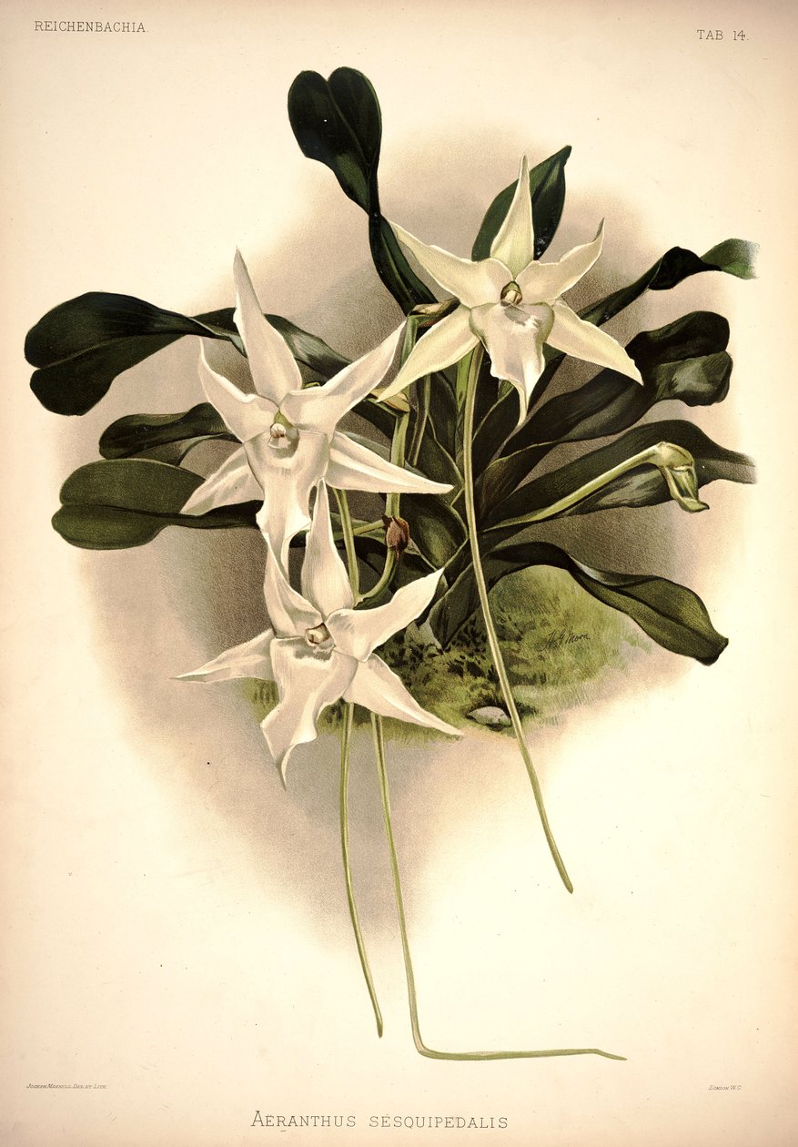 Angraecum sesquipedale alkotó: London H. Sotheran and Co.