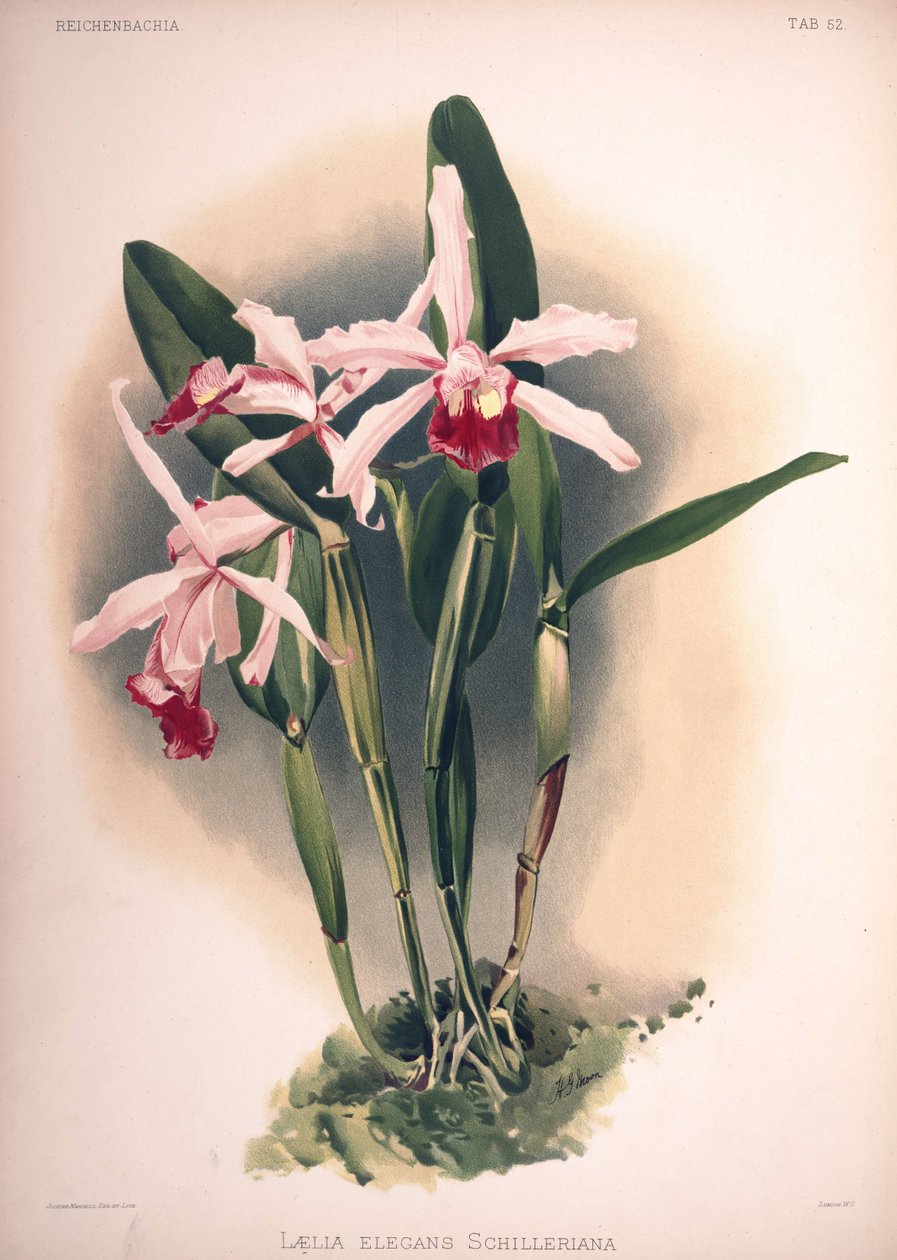 Cattleya × elegans, szinonima: Laelia × elegans var. schilleriana alkotó: London H. Sotheran and Co.