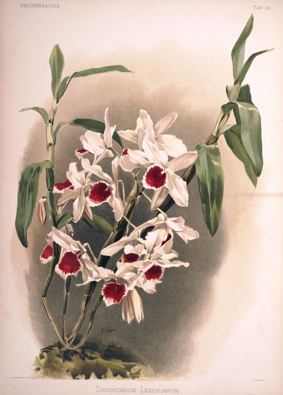 Dendrobium × leechianum alkotó: London H. Sotheran and Co.