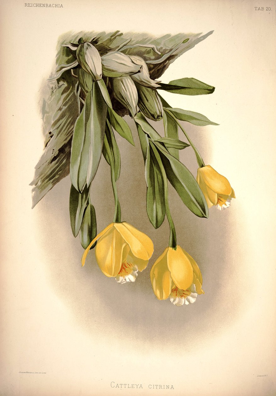Prosthechea citrina   (mint: Cattleya citrina) alkotó: London H. Sotheran and Co.