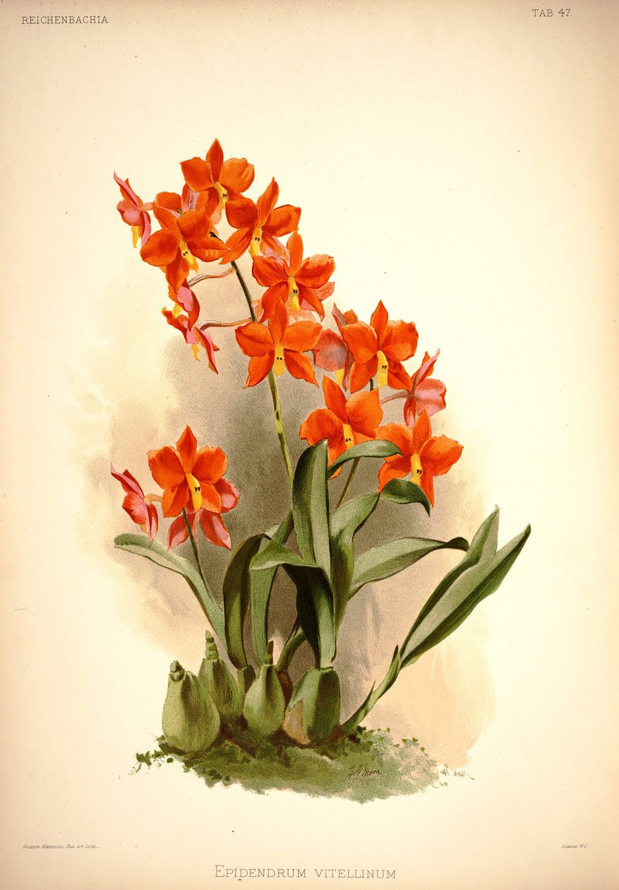 Hozzáadtam Vitellins -t alkotó: London H. Sotheran and Co.