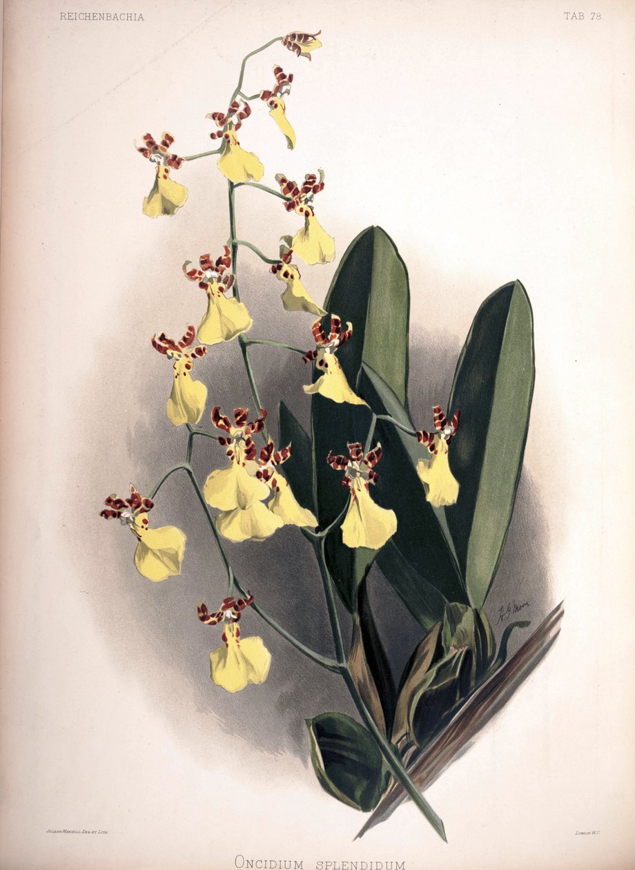 Trichocentrum splendidum mint szin .: Oncidium alkotó: London H. Sotheran and Co.