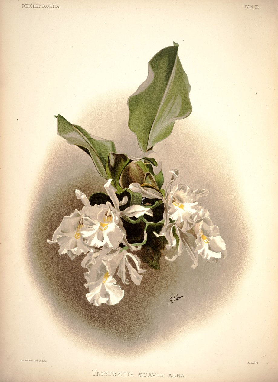 Trichopolis alkotó: London H. Sotheran and Co.