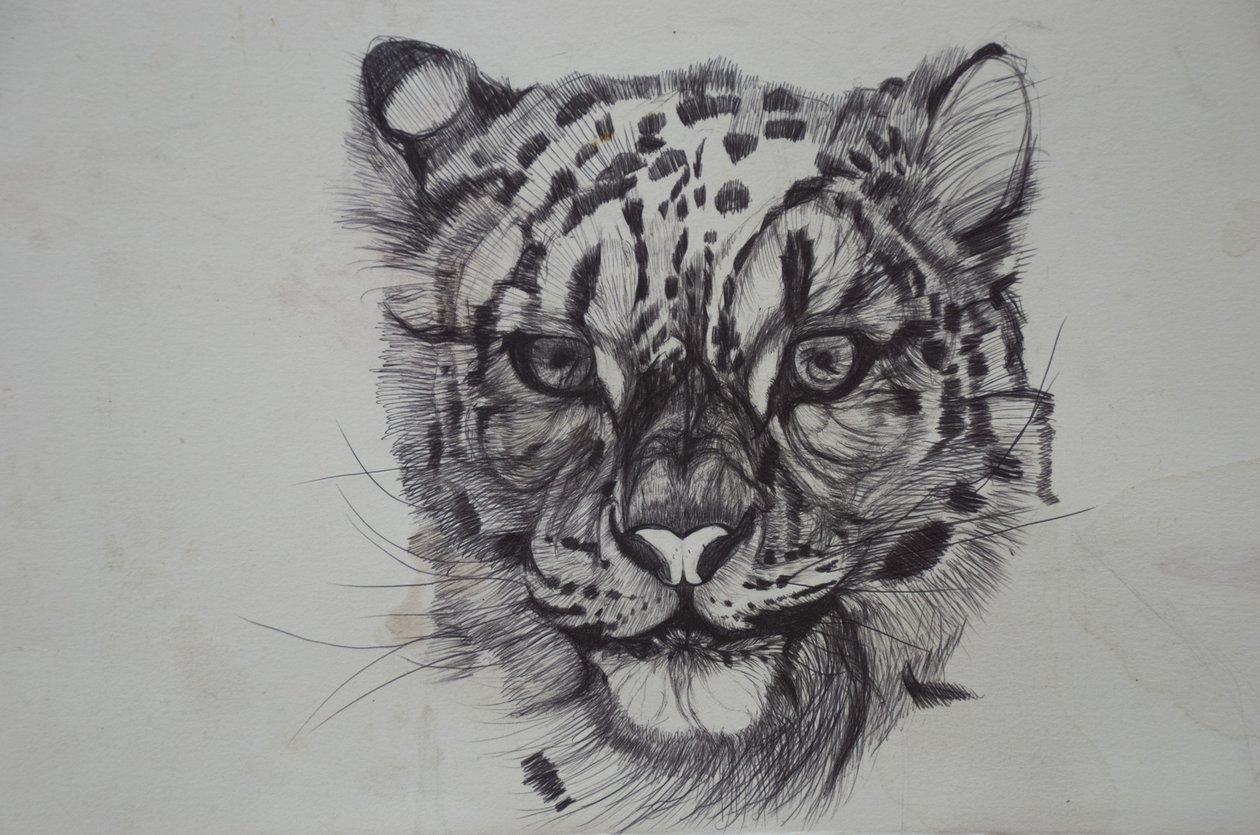 Snow Leopard, 2016, (bicó papíron) alkotó: Lou Gibbs