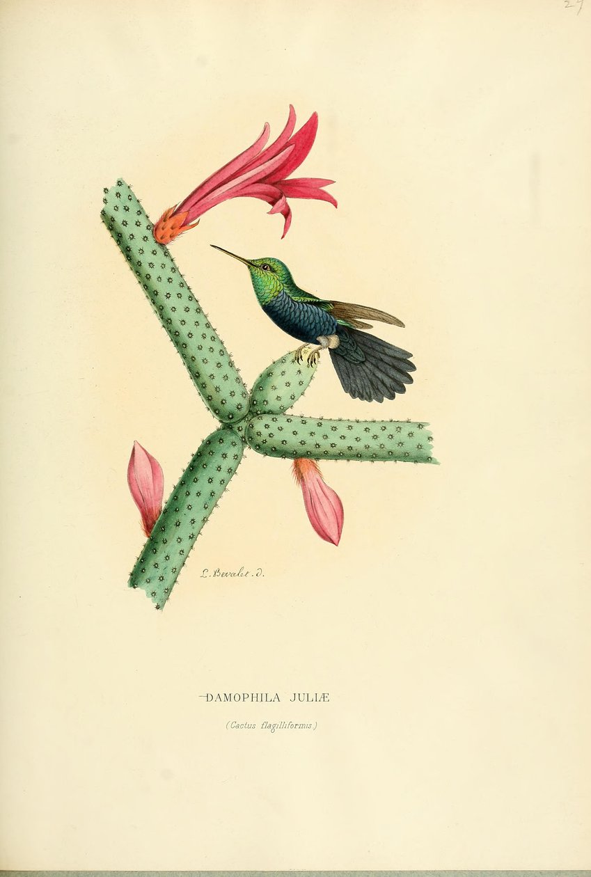 Damophila Julia alkotó: Louis Victor Bevalet