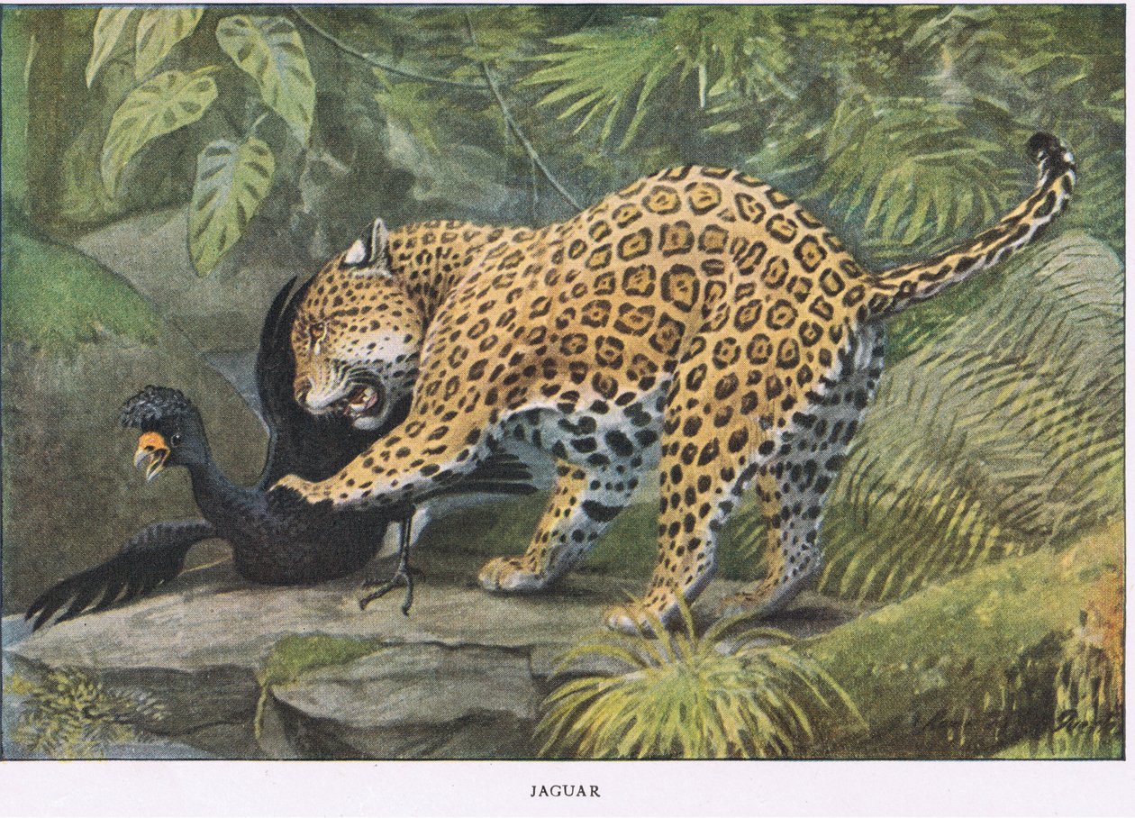 Jaguár alkotó: Louis Agassiz Fuertes
