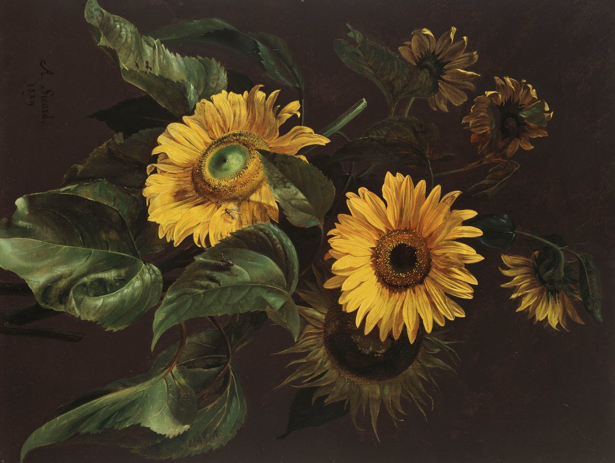 Napraforgó, 1839 alkotó: Louis Apollinaire Sicard