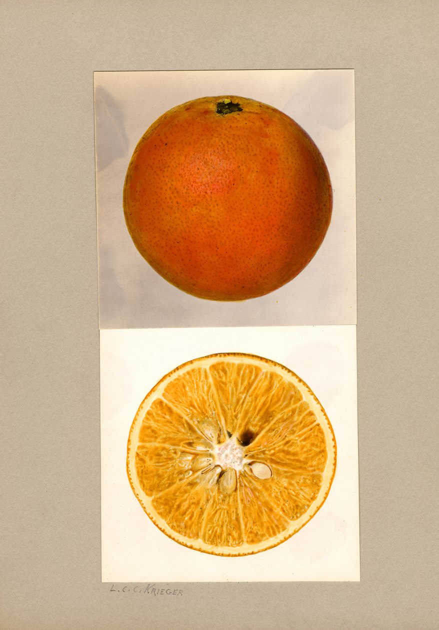 Ananász Narancs (Citrus sinensis) alkotó: Louis Charles Christopher Krieger