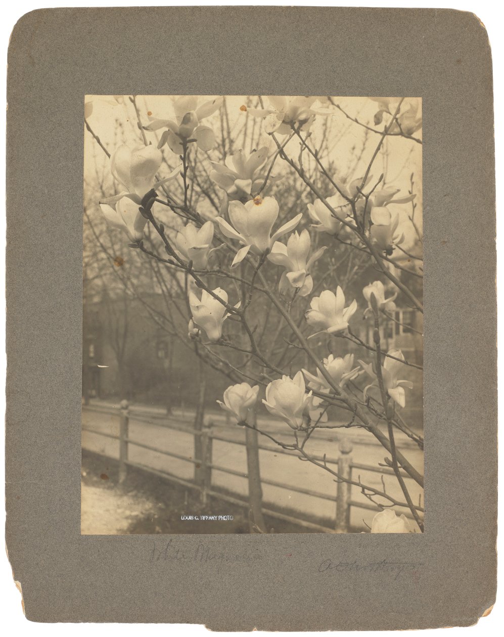 Tiffany Studios, 1898-1920 (f/f fénykép) alkotó: Louis Comfort Tiffany