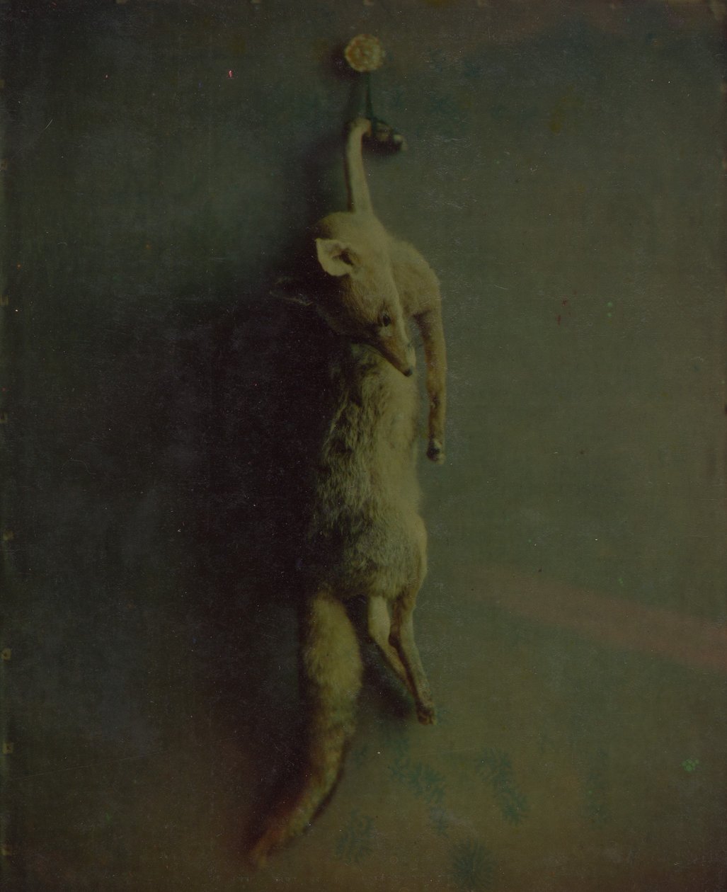 Fox, kb. 1870. alkotó: Louis Ducos du Hauron