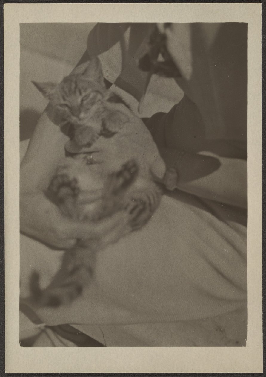 [Cat] alkotó: Louis Fleckenstein
