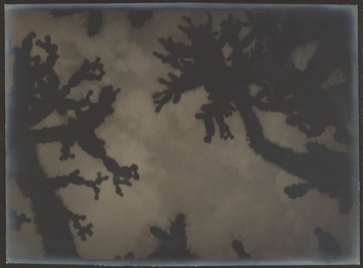 [Joshua Trees] alkotó: Louis Fleckenstein