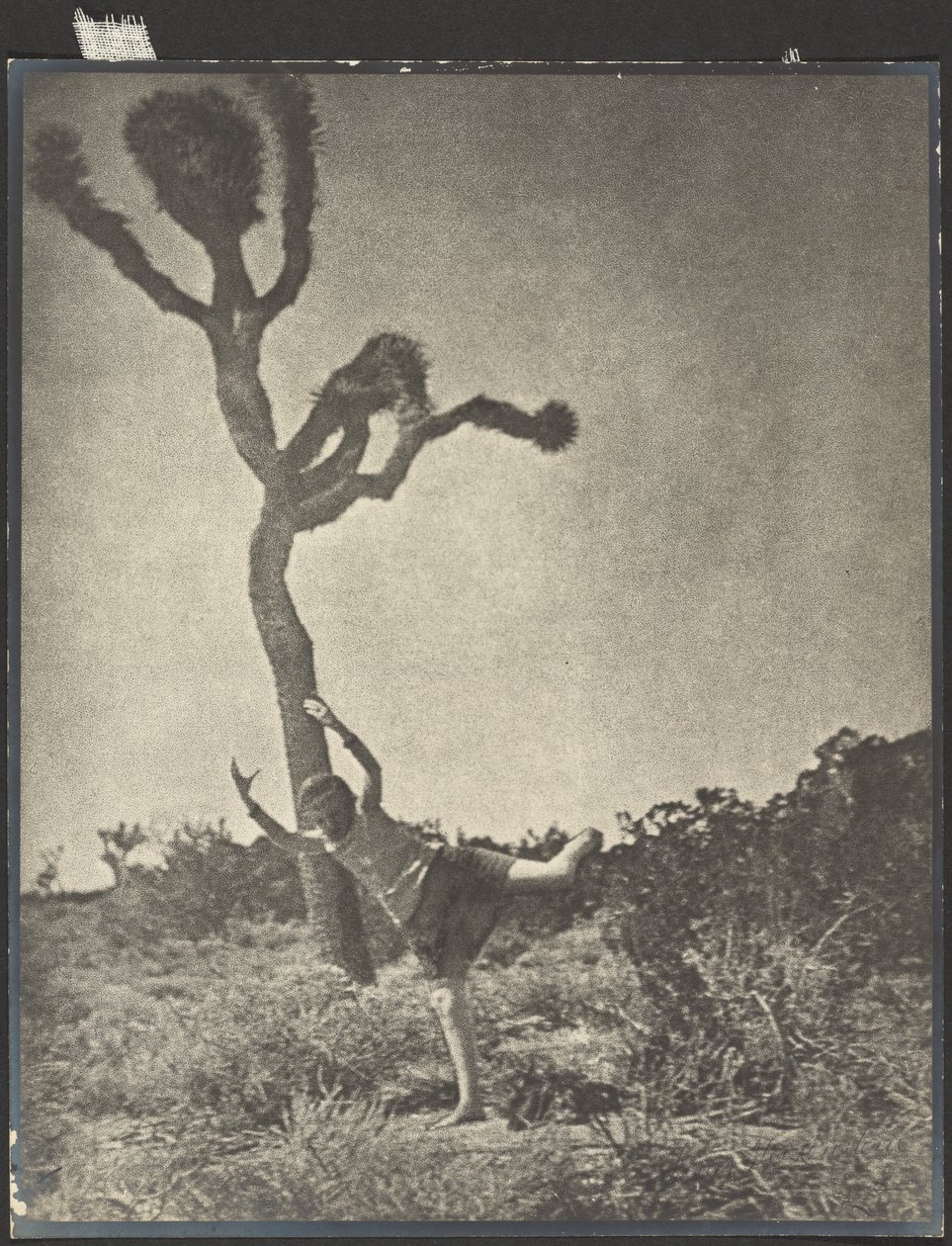 Mozgékony és kecses - Dancing Joshua alkotó: Louis Fleckenstein
