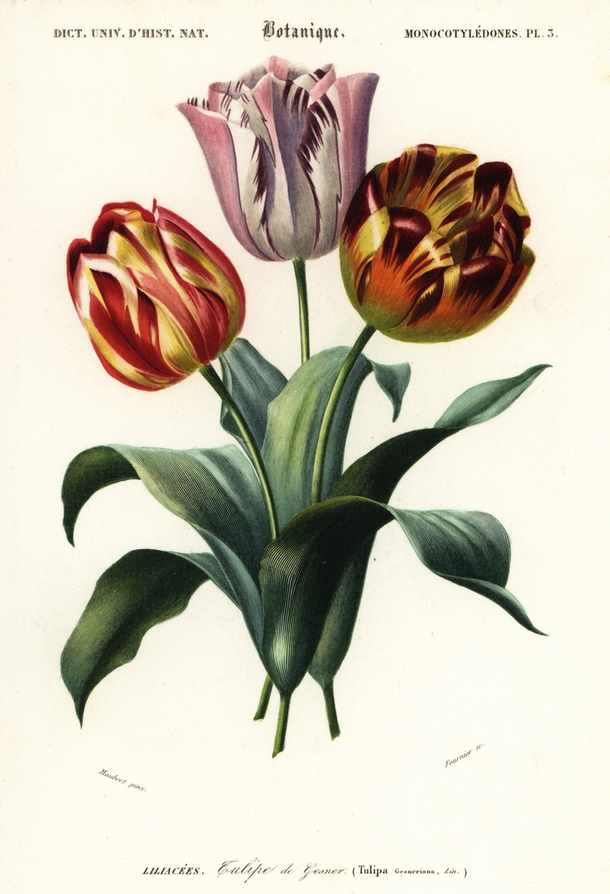 Kerti tulipán, Tulipa gesneriana.,1849 (metszet) alkotó: Louis Joseph Edouard Maubert