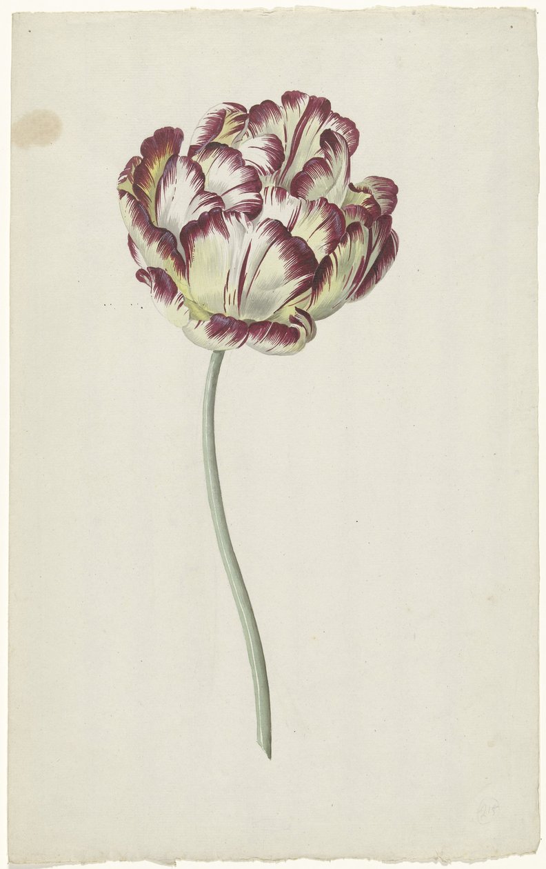 Tulipán alkotó: Louis Moritz