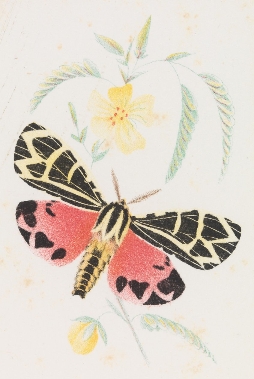 Arctia Virgo, 1862 alkotó: Louis Prang