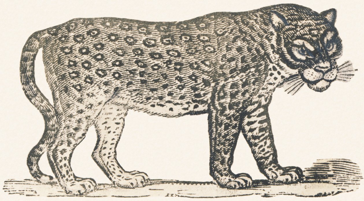 Tigris alkotó: Louis Simon (1810 1870) Lassalle