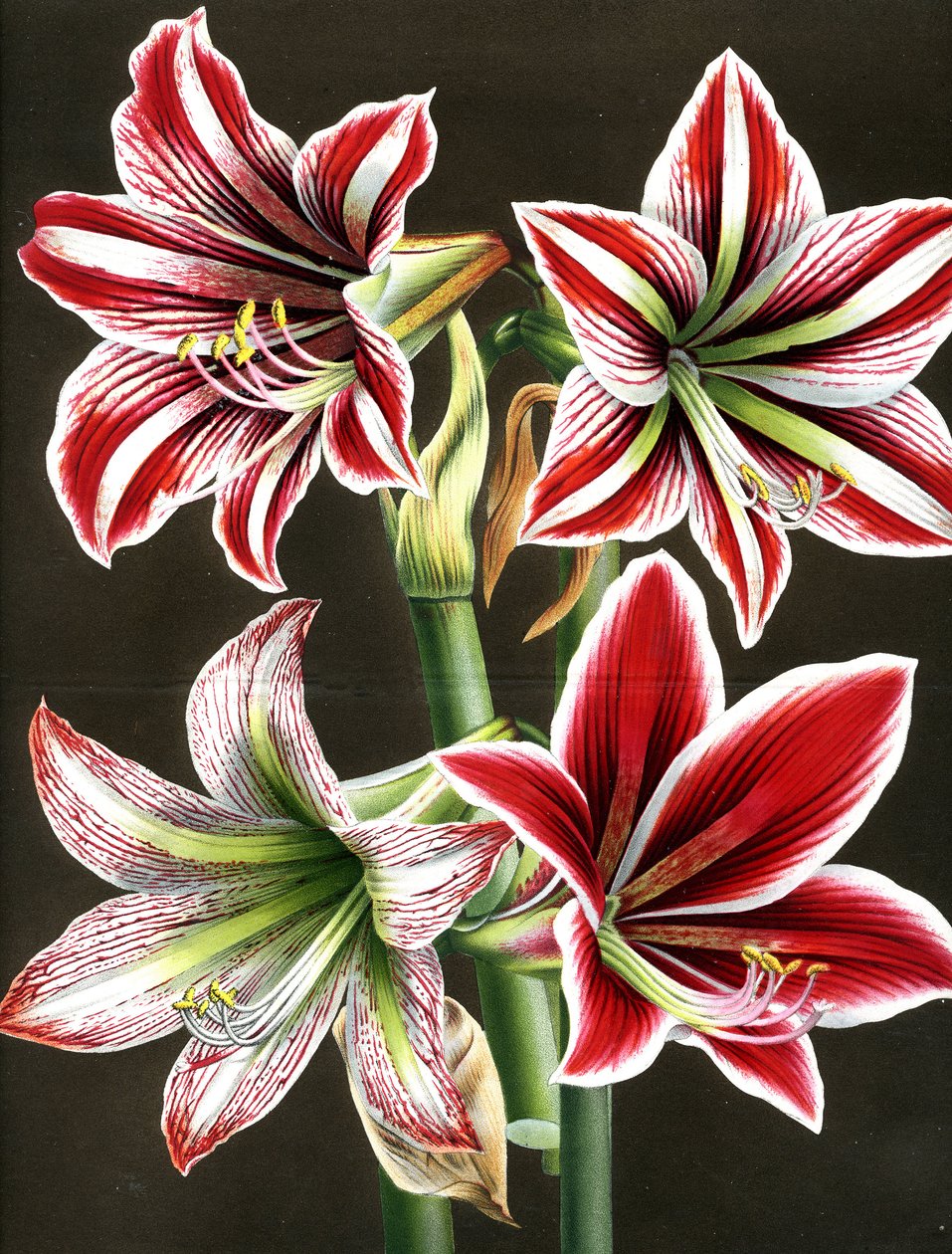 AMARYLLIS HIPPEASTRA (metszet) alkotó: Louis Van Houtte