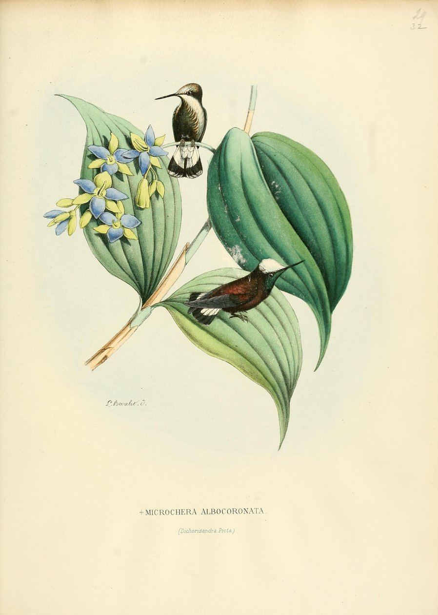 Microchera albocoronata alkotó: Louis Victor Bevalet