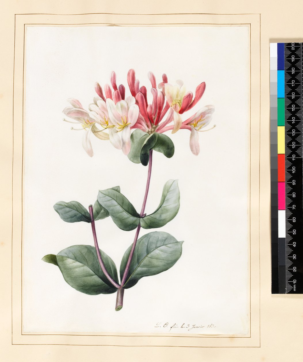 Lonicera Periclymenum (Lonc) 1830 (WC és gouache pergamen) alkotó: Louise DOrleans