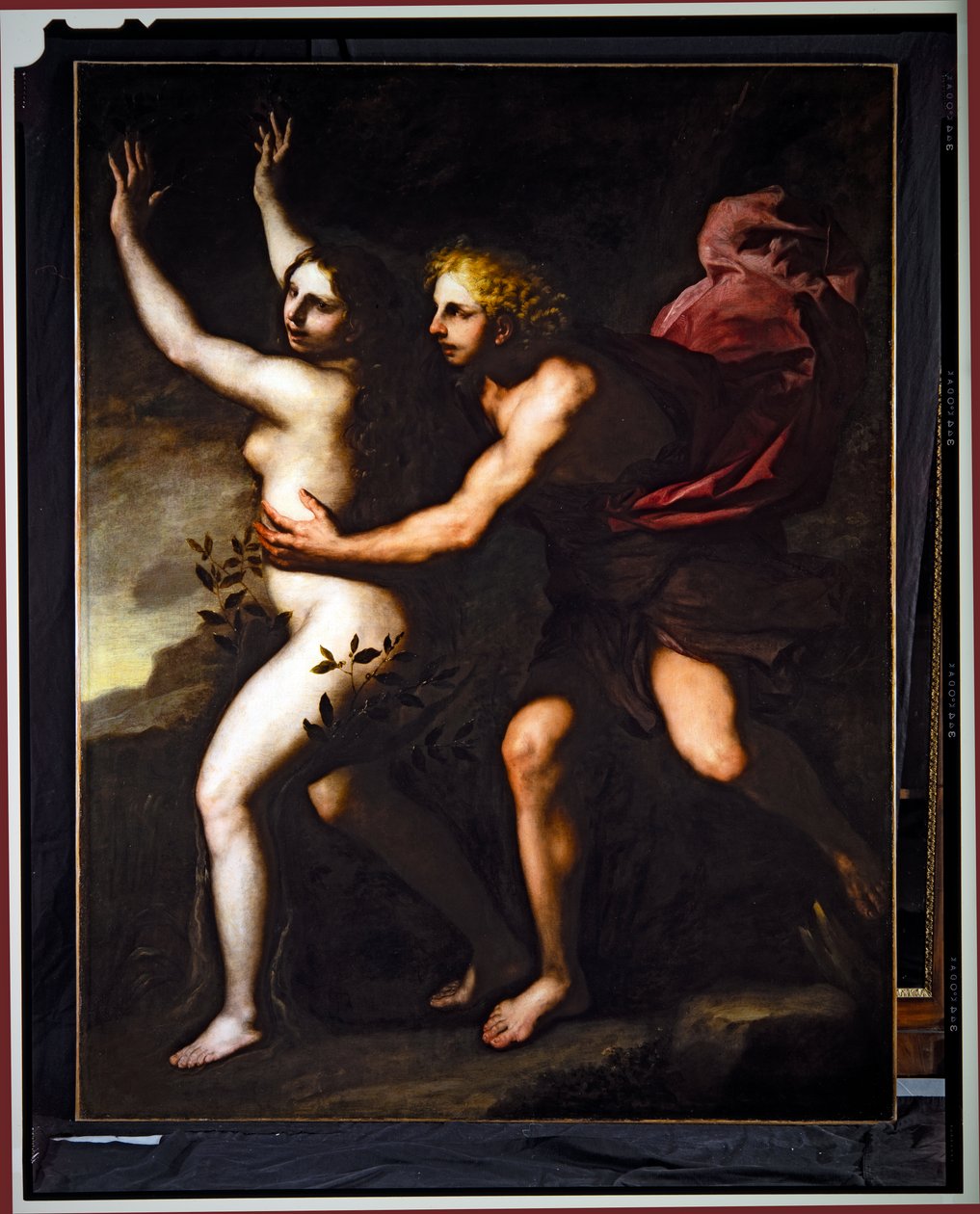 Apolló és Daphne (olaj, vászon) alkotó: Luca Giordano