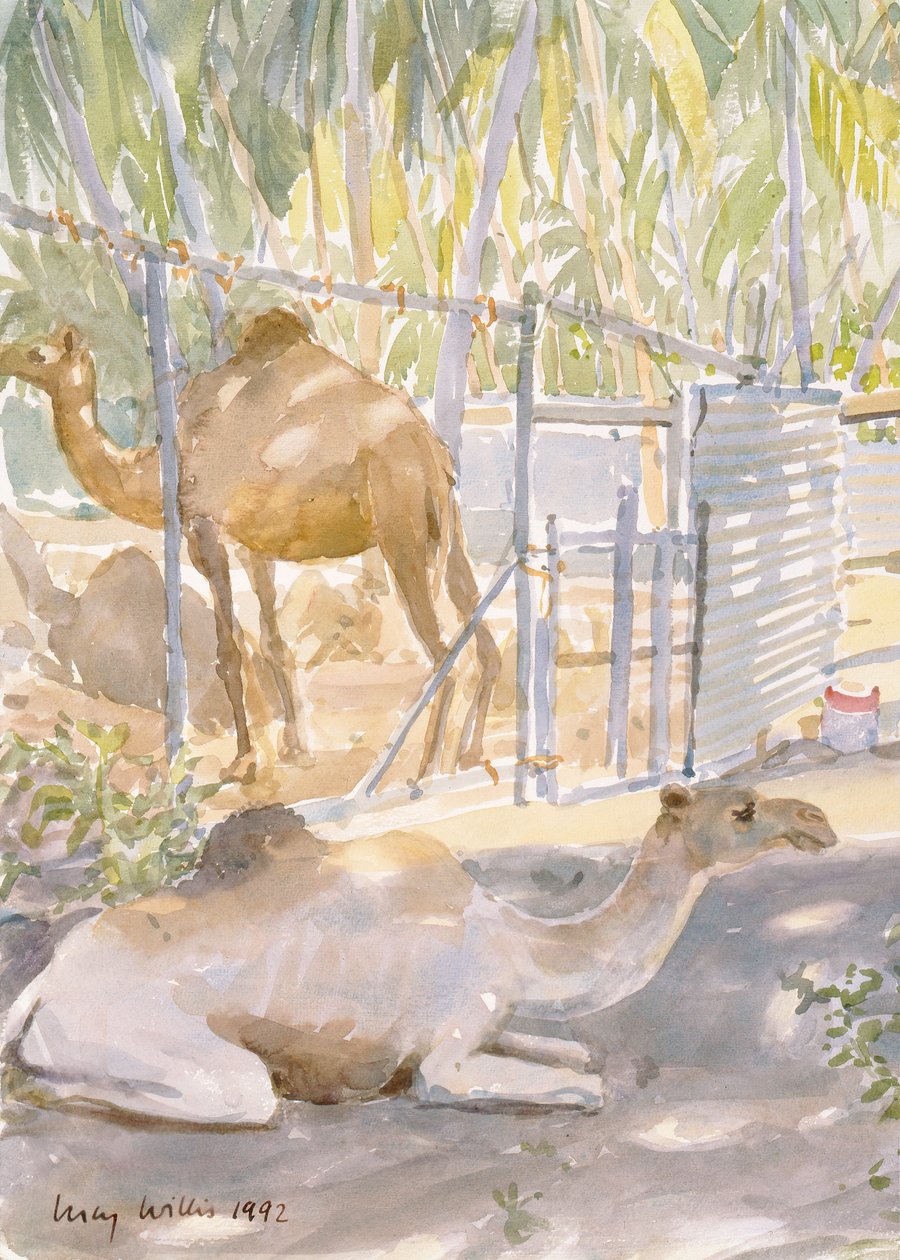 Camels at Rest, Salalah (Omán) 1992 (wc) alkotó: Lucy Willis