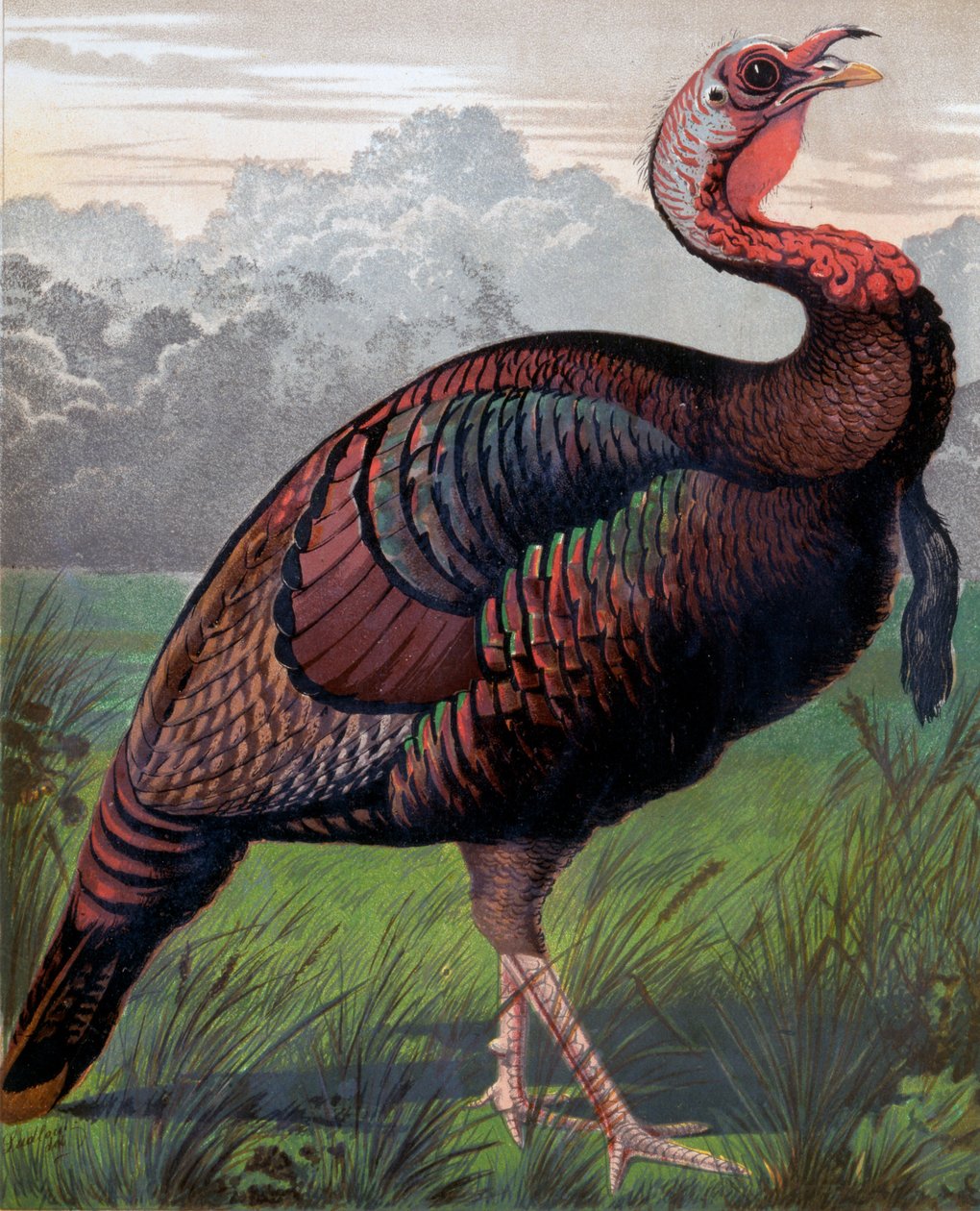 A vad amerikai pulykakakas, illusztráció a Cassells Poultry Bookból, metszett: Vincent Brooks (1814-1885) Day & Son alkotó: Ludlow
