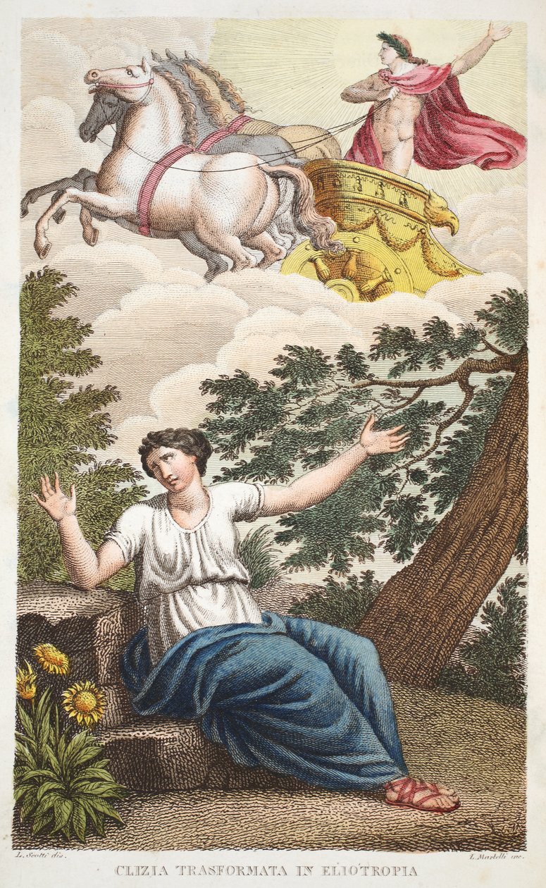 Clytie into a Flower vagy Clizia Transformata in Eliotropia, IV. könyv, illusztráció Ovidius Metamorphoses című művéből, Firenze, 1832 (kézzel színezett metszet). alkotó: Luigi Ademollo