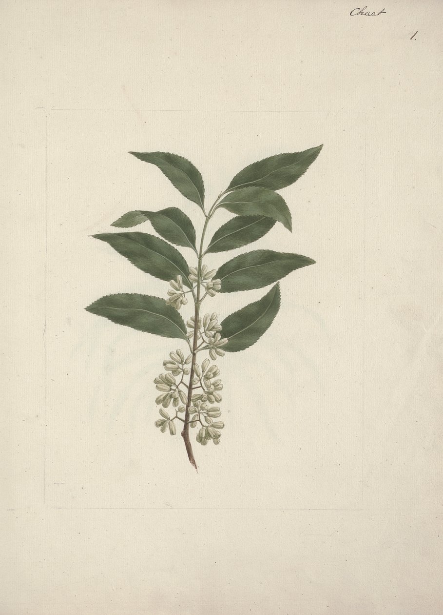 Történet Edulis Forsk. (Khat): Kész rajz alkotó: Luigi Balugani