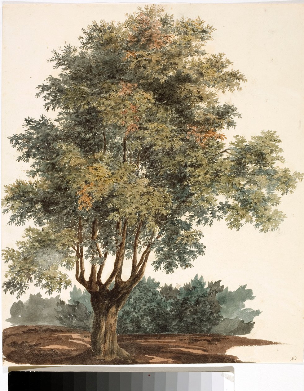 Fa (akvarell, 1825 körül) alkotó: Luigi Garibbo