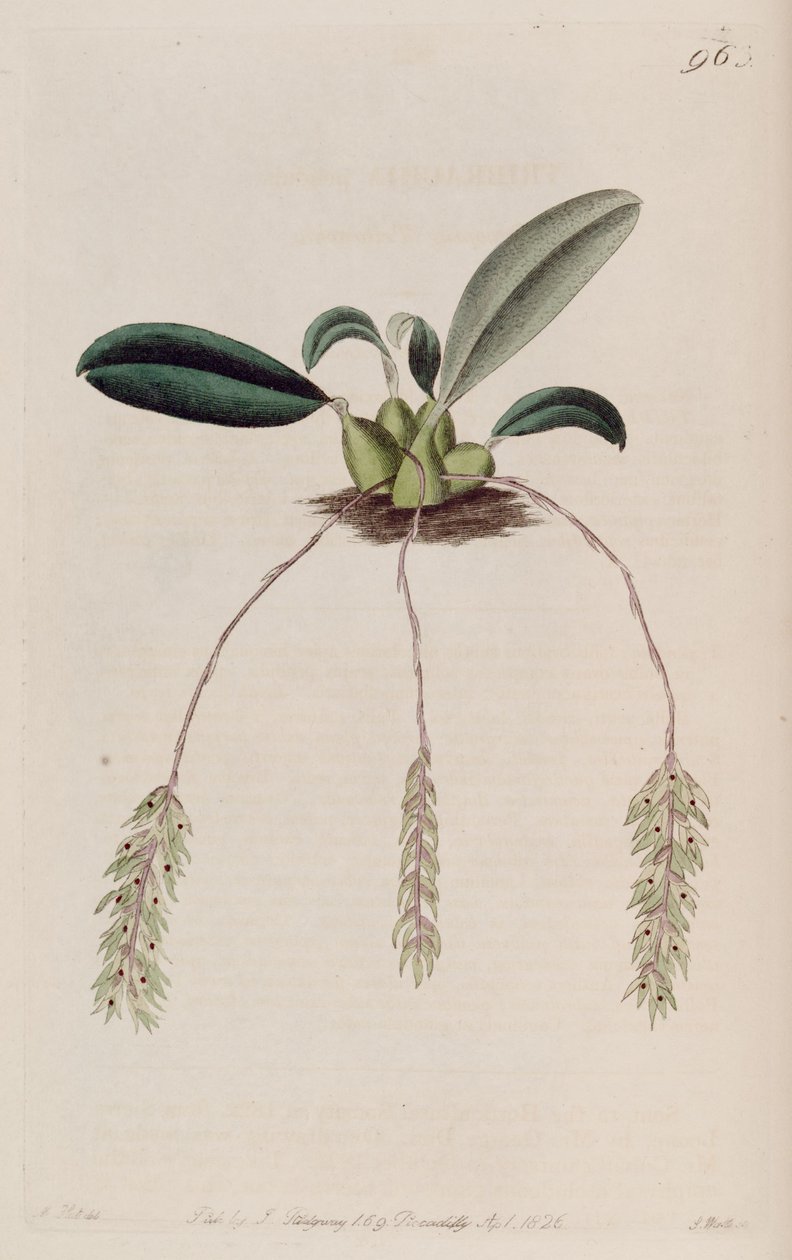 Bulbophyllum inga illusztrációja (mint syn. Tribrachia pendula) alkotó: M. Hart