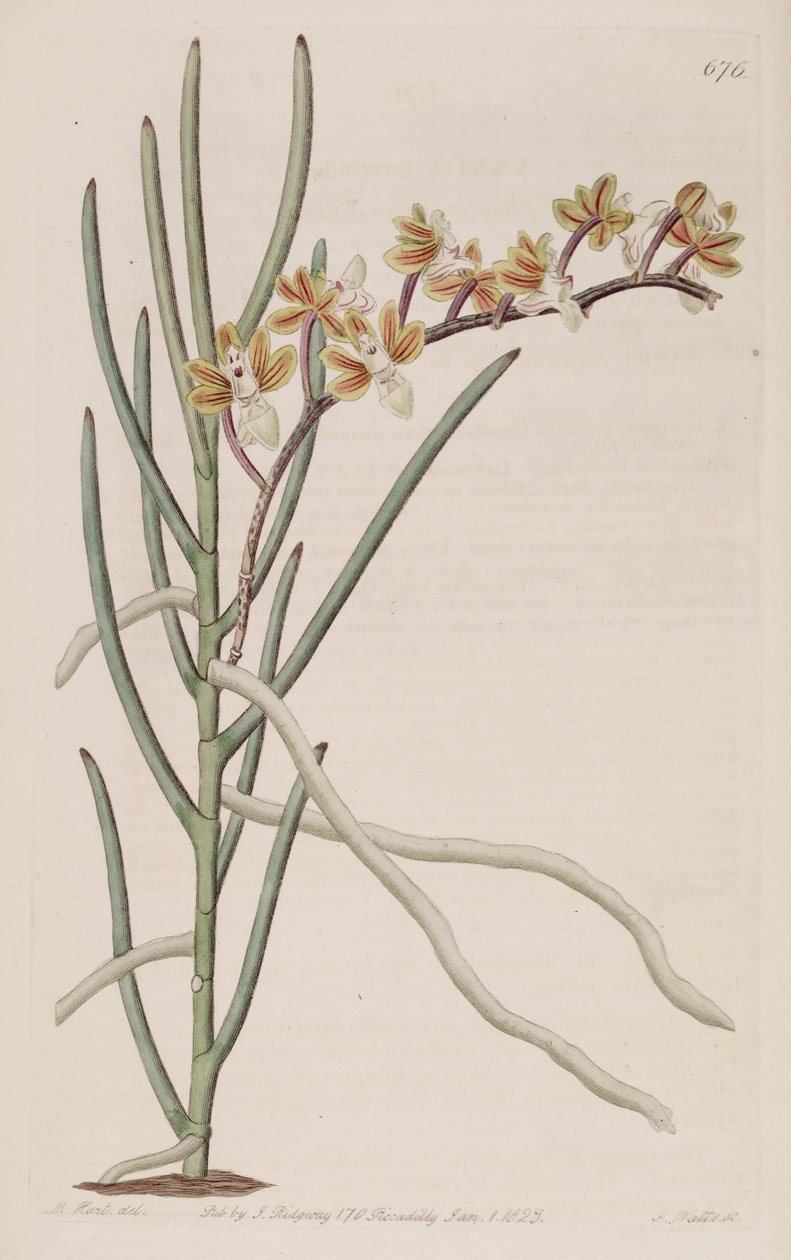 Illusztráció: Cleisostoma simondii (mint sz. Vanda teretifolia) alkotó: M. Hart