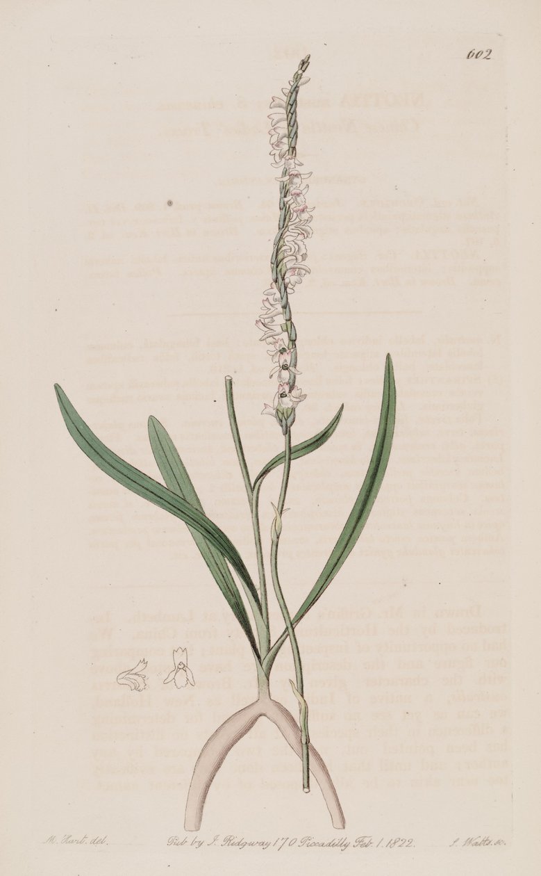 Illusztráció: Spiranthes sinensis (mint syn. Neottia australis) alkotó: M. Hart