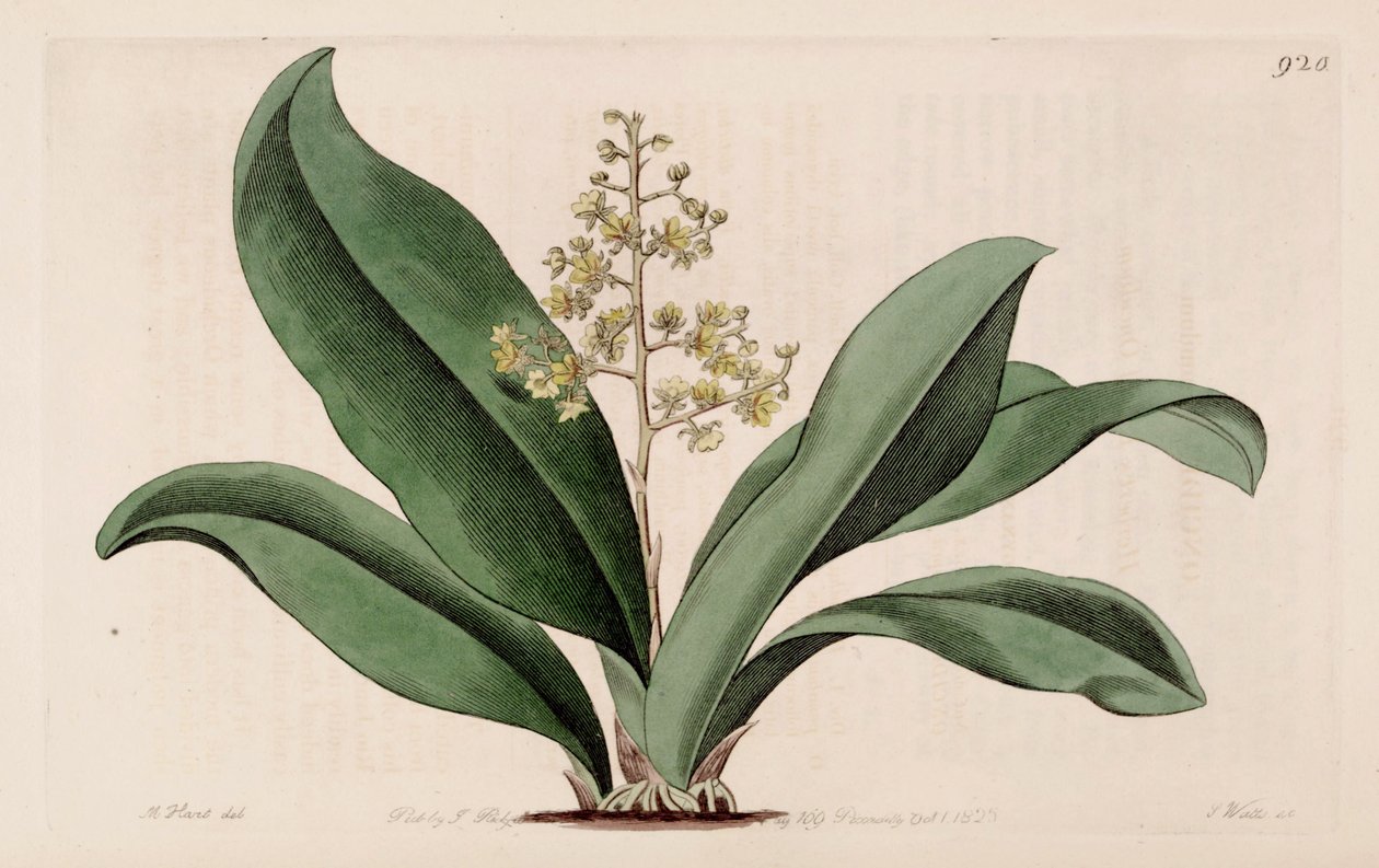 A Trichocentrum pumilum illusztrációja (syn. Oncidium pumilum) alkotó: M. Hart