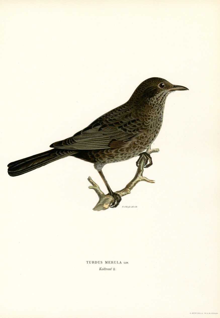 Blackbird (színes litó) alkotó: Magnus Ferdinand and Wilhelm von Wright