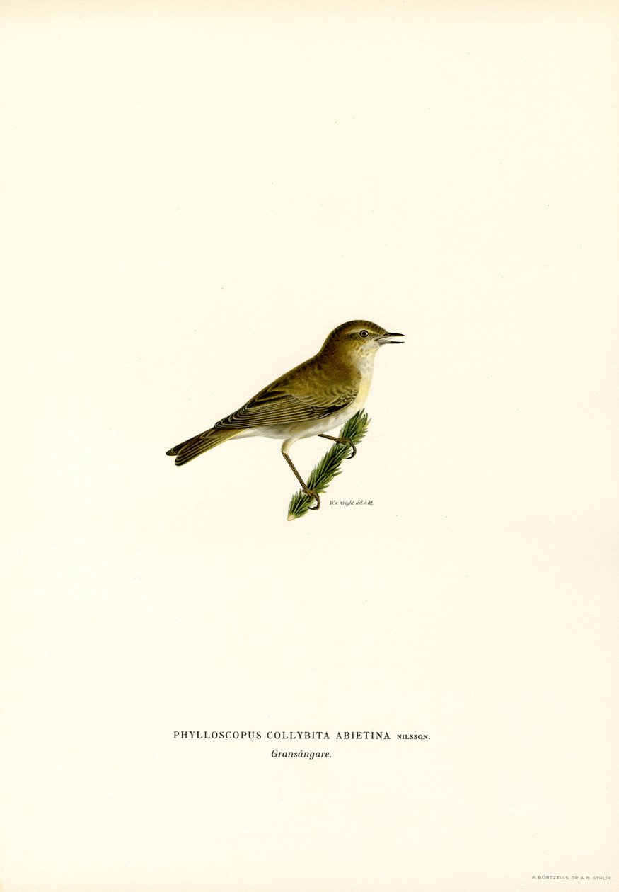 Chiffchaff (színes litó) alkotó: Magnus Ferdinand and Wilhelm von Wright