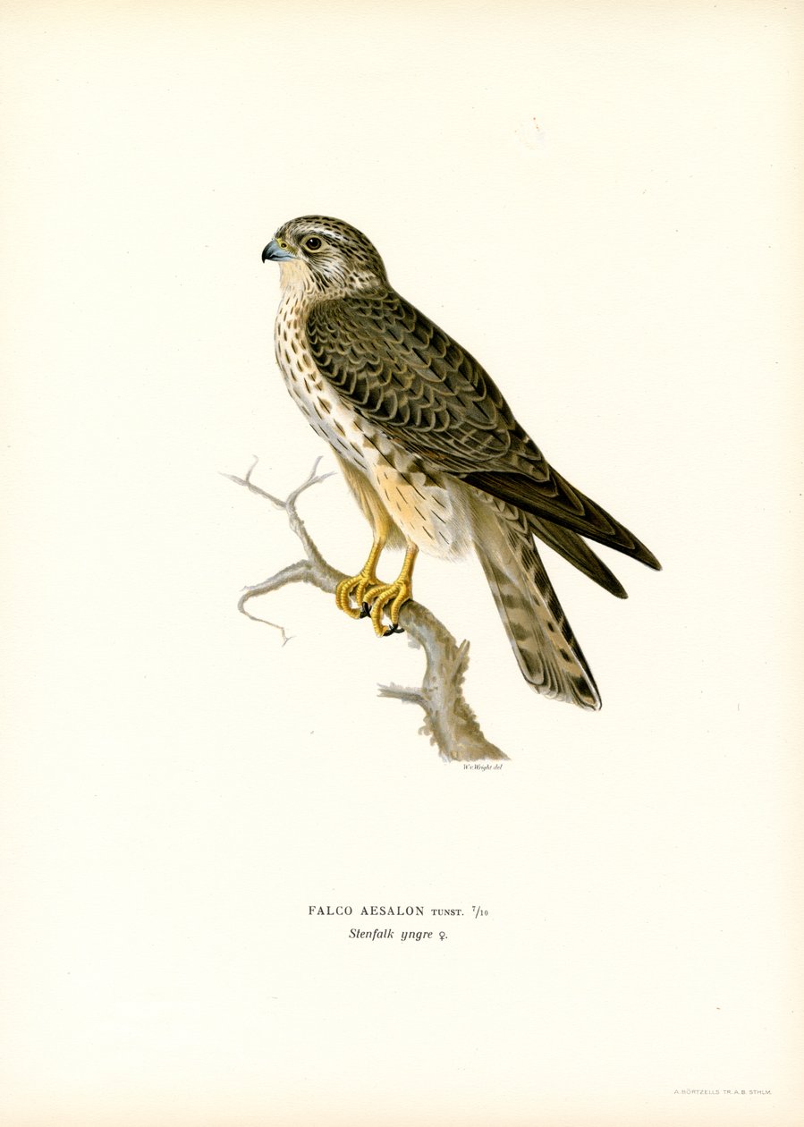 Merlin (színes litó) alkotó: Magnus Ferdinand and Wilhelm von Wright