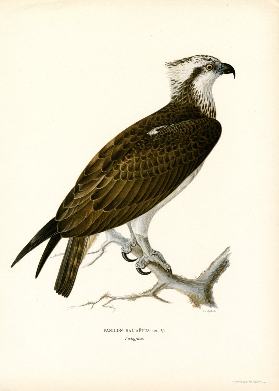 Osprey (színes litho) alkotó: Magnus Ferdinand and Wilhelm von Wright
