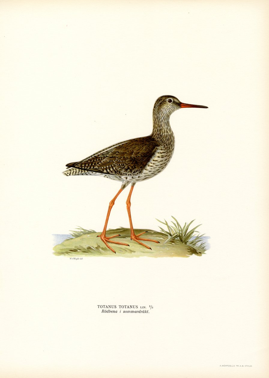 Redshank (színes litho) alkotó: Magnus Ferdinand and Wilhelm von Wright