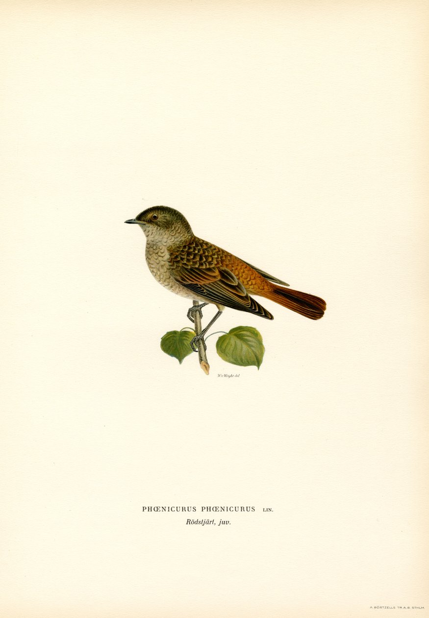 Redstart (színes litho) alkotó: Magnus Ferdinand and Wilhelm von Wright