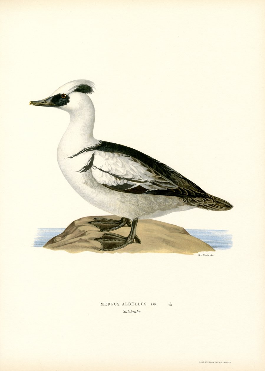 Smew (színes litó) alkotó: Magnus Ferdinand and Wilhelm von Wright