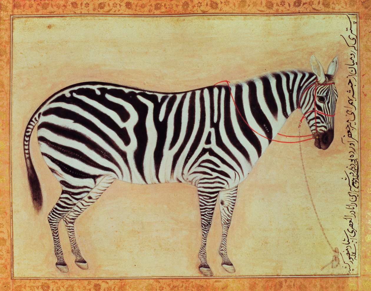 Zebra, a Minto Albumból, Mughal, 1621, alkotó: Mansur