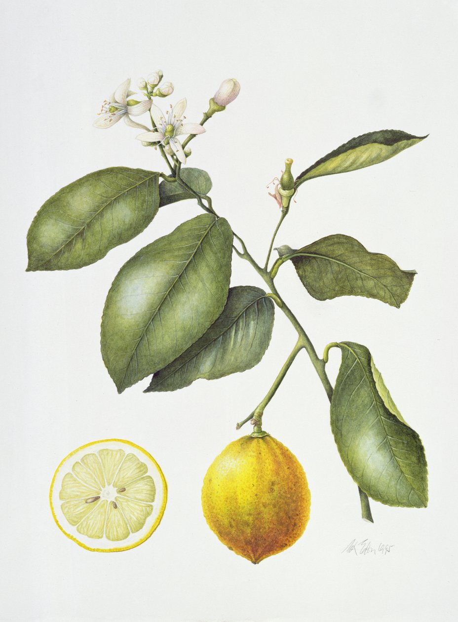 Citrus Bergamot, 1995 (wc papíron) alkotó: Margaret Ann Eden