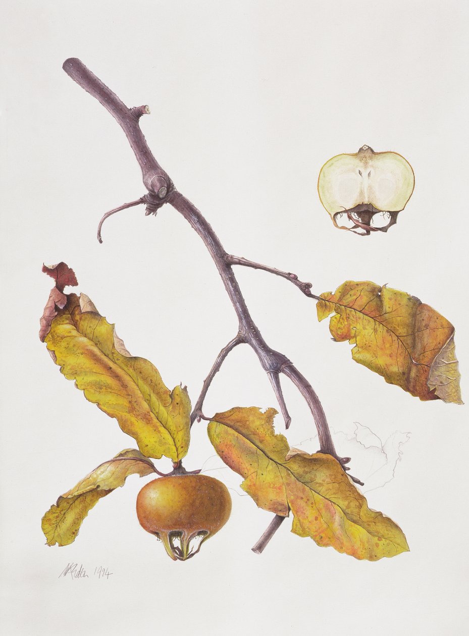 Medlar, 1995 (wc papíron) alkotó: Margaret Ann Eden