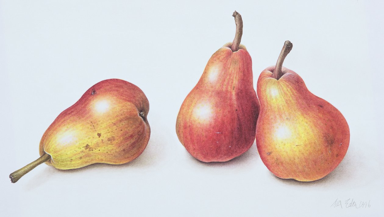 Red Pears, 1996 (wc papíron) alkotó: Margaret Ann Eden