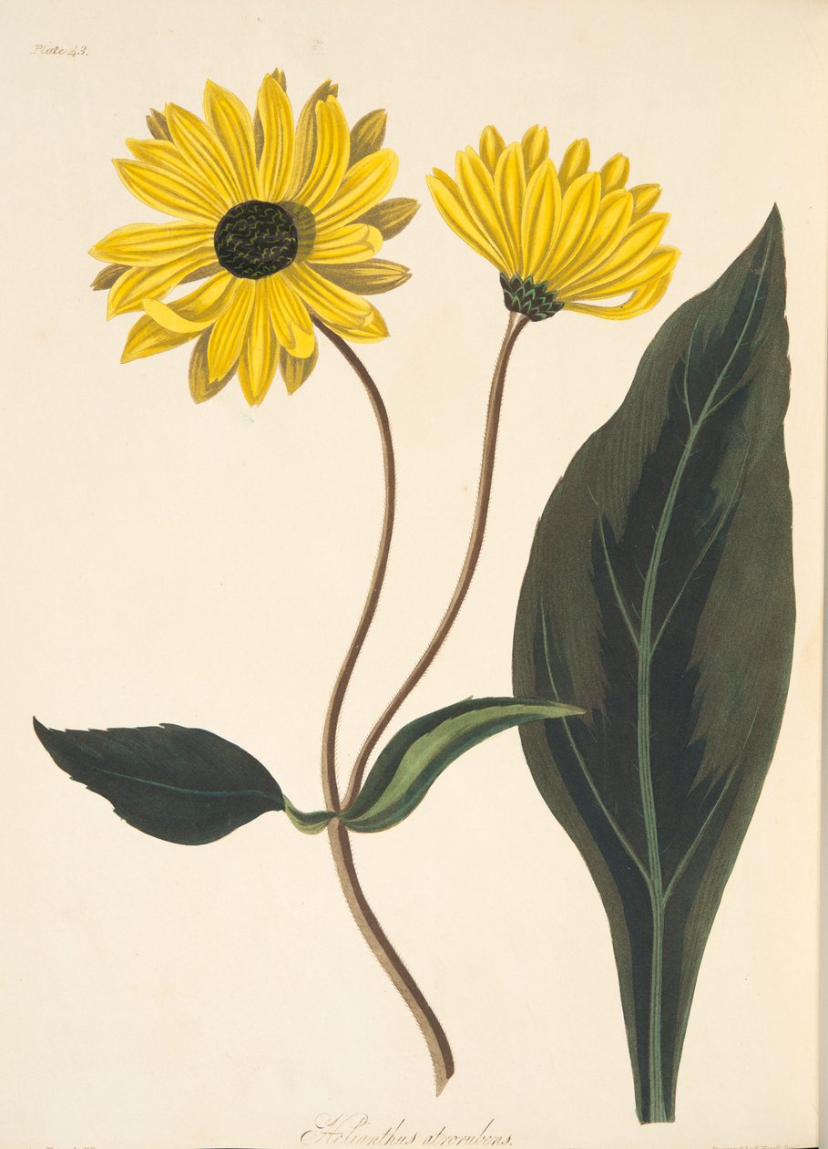 Sötét szemű napraforgó, az évszakok virágillusztrációiból, kocsma. 1829 (kézzel színezett metszet) alkotó: Margaret Roscoe