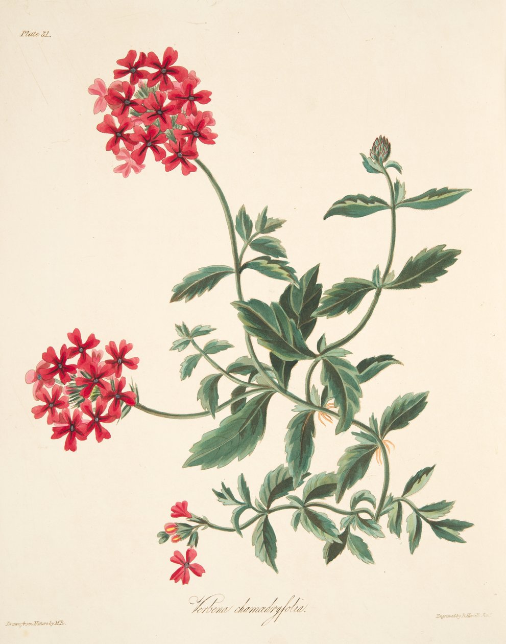 Skarlát virágú verbéna, az évszakok virágillusztrációiból, pub. 1829 alkotó: Margaret Roscoe